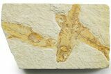 Limestone with Four Fossil Fish (Knightia) - Wyoming #363823-1